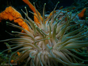 Many anemones on the Cozumel reefs make great Macro subje... by Jason Sawicki 